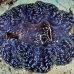 clam_giant_han_baa_h_0225_mal0956.jpg